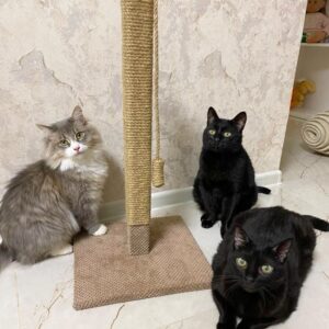 Столбик когтеточка для кота квадратный, дряпка с игрушкой, 60*33*6см