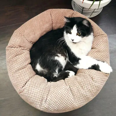 лежак для кота