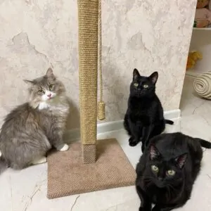 Столбик когтеточка для кота квадратный, дряпка с игрушкой, 60*33*6см